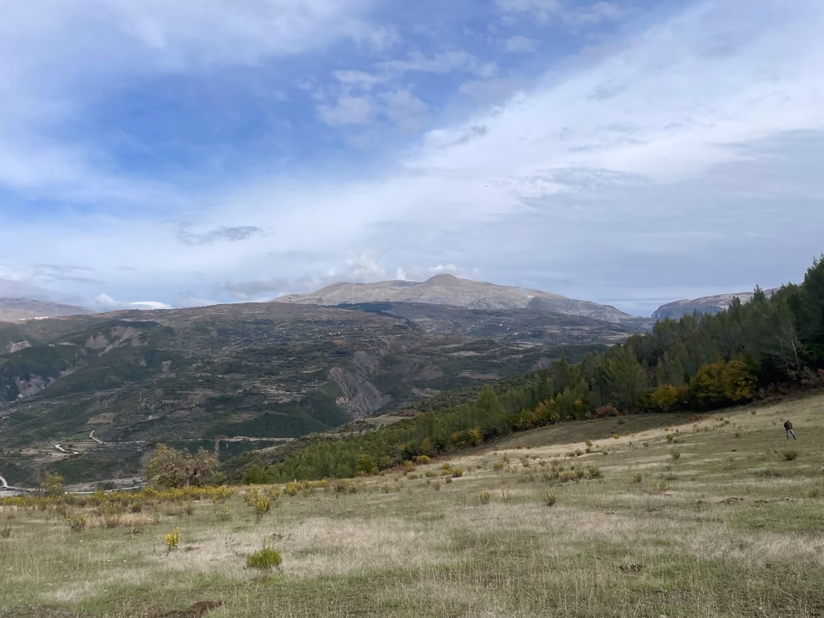 Open meadow on the hike, with distant mountains and the edge of a pine forest