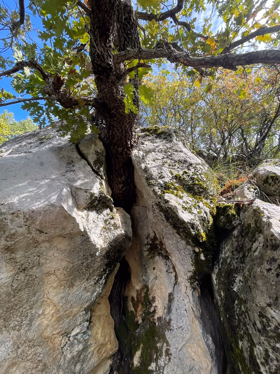 Tree growing out of a split white limestone boulder